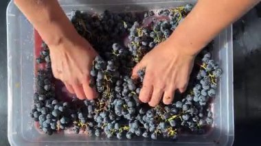 Kadın ellerinin kırmızı üzümleri nazikçe ezdiği ve taze meyve suyu salgıladığı en iyi görüntü. Doğal şarap yapımı süreci ayrıntılı olarak kaydedildi.