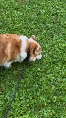 Corgi yeşil çimlerde yürürken çimenleri kokluyor..