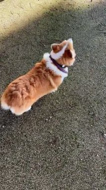 Bir Corgi 'nin yukarıdan aşağıya bakışı, etrafa bakınması, sonra yürüyüp gitmesi ve çerçeveyi terk etmesi.