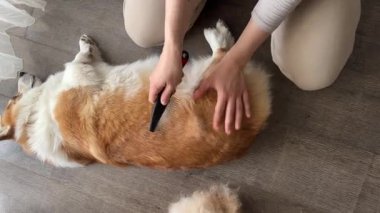 Sevimli Galli Corgi döşeme mevsiminde tımar edilirken yerde dinleniyor. Evcil hayvan bakımı, rahatlık, güven ve köpek ile sahibi arasındaki bağı gösterir.