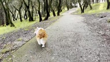 Park yolunda yürüyen bir Corgi 'nin arkasından ateş edilmiş. Kamera köpeği sakin bir tempoda takip ediyor, rahat bir doğa yürüyüşü, doğal bir hareket ve huzurlu bir park atmosferi yakalıyor..