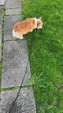 Tasmalı bir Corgi köpeği yeşil çimlere doğru yürür ve çimenleri koklar. Parkta yürürken doğal hayvan davranışlarını yakaladığım sakin bir an..