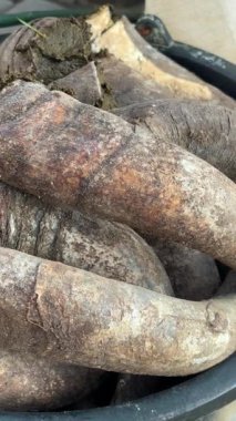 Biyodinamik Hazırlık 500 için taze gübreyle doldurulmuş inek boynuzlarının detaylı görüntüleri. Bir insan eli nazikçe yığının üzerine boynuz yerleştirir, manüel çalışmaları ve geleneksel biyodinamik uygulamaları vurgular.