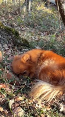 Kırmızı Pomeranya köpeğinin renkli yaprakların arasında kıvrılıp uyuduğu samimi bir sonbahar sahnesi.