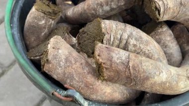 Biyodinamik Hazırlık 500 için gübreyle doldurulmuş inek boynuzlarının detaylı yakın plan çekimi, temel bir biyodinamik tarım ve ekoloji pratiği.