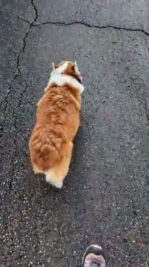 Güneşli bir park yolunda yürüyen bir Corgi 'nin arkasından çekilen çekim..