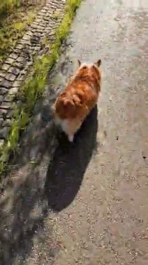 Bir Corgi köpeği yeşil çimlerin üzerinde yürür ve çimenleri koklar. Sakin bir açık hava yürüyüşü sırasında doğal hayvan davranışlarını yakalıyor.