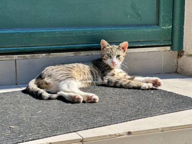 Gri ve beyaz kedi güneşli yeşil kapının altında uzanıyor ve dinleniyor.