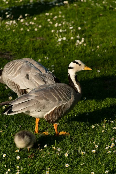 Ganso Greylag Ganso Graylag Anser Anser Familia Prado Englischer Garten —  Fotos de Stock