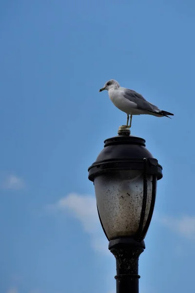 Şehrin lambasındaki martı.
