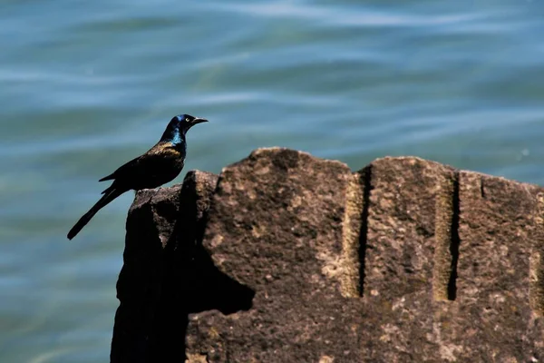Ördek bir ağacın gölgesinde dinleniyor ve kuşlar bir kayanın üzerinde