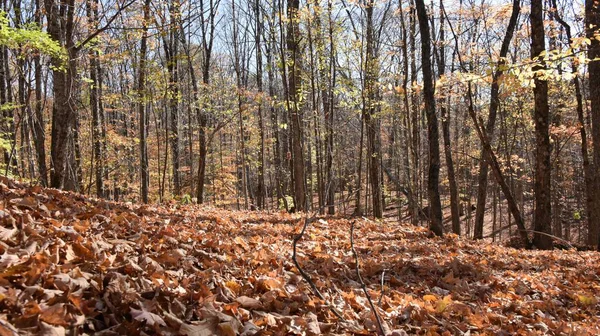 Sonbahar, yılın en renkli ve romantik ayı.