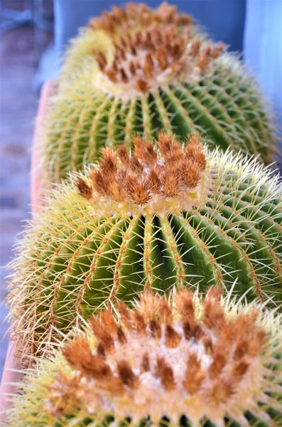 Bahçedeki kaktüse yakın..