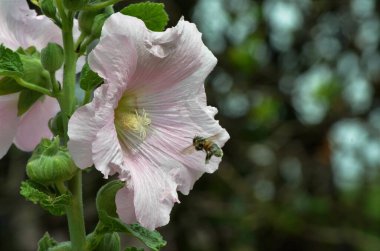 Kokusundan etkilenen arılara polen sunan pembe çiçek.