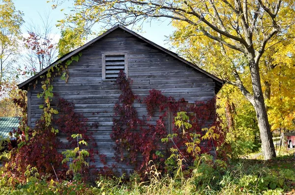 Sonbaharda kırmızı çiçekli ev