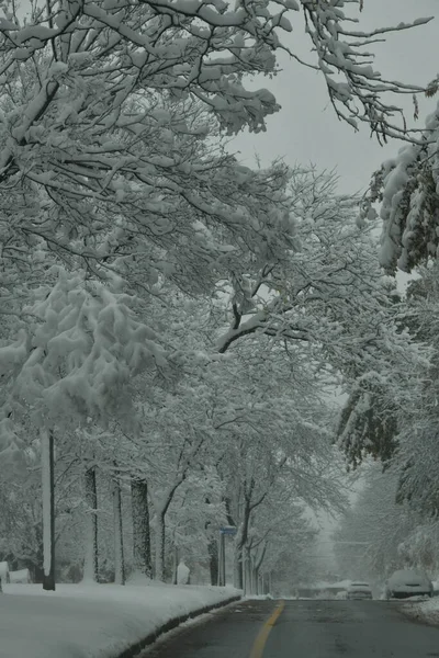 Karla kaplı ağaçlar, doğa bitki örtüsü