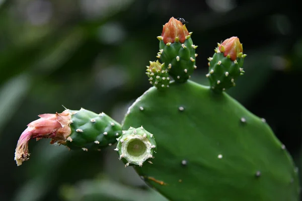 Güzel çiçekler, çiçek konsepti arka plan, kaktüs