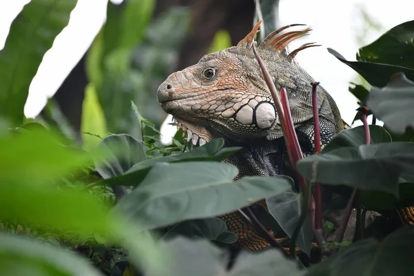 Iguana Kolombiya 'da bir tarlada