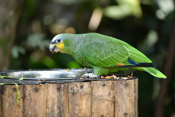 Kolombiya 'da bir tarlada papağan.