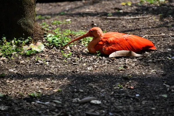 Kolombiya 'da bir tarlada kuş.