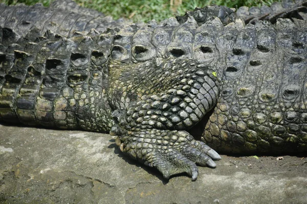 Yerde yatan bir timsahın yakın plan fotoğrafı.