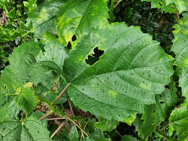 Muz ağacının kırmızı çiçeği