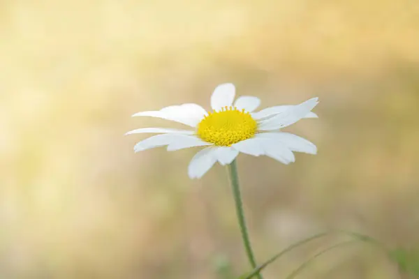 優しい背景の美しいカモミールの花 — ストック写真