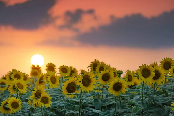 Atardecer Dorado Sobre Fondo Campo Girasoles — Foto de Stock