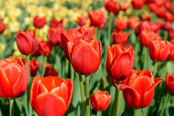 Günbatımında laleler