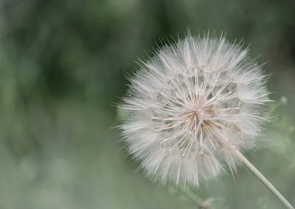 Paardenbloem Close Achtergrond Van Een Groen Gazon — Stockfoto