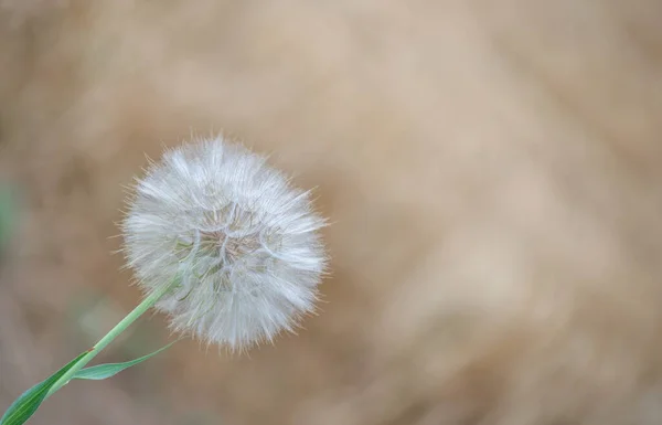 Paardenbloem Close Achtergrond Van Een Groen Gazon — Stockfoto