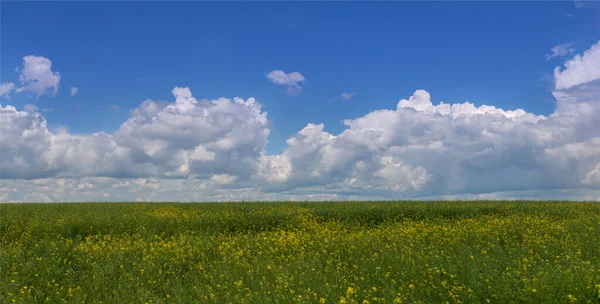 菜の花畑と空 美しい背景 パノラマ撮影 — ストック写真