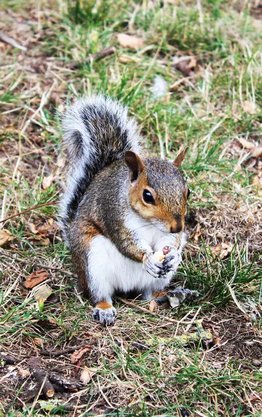 Kabarık ve sevimli sincap