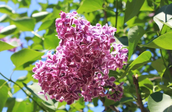 Güneşli bir günde leylak