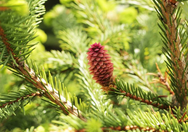 Bahar günü çeki düzen vermek