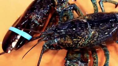 Güzel bir restoran mutfağının arkasında taze canlı ıstakoz, kaliteli kabuklu deniz hayvanı kalitesi ve hareketi sergiliyor. Deniz ürünleri restoranları, mutfak görüntüleri ve ticari deniz ürünleri görselleri için ideal..