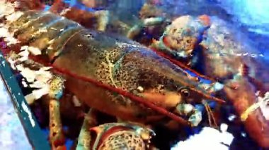 Güzel bir restoran mutfağının arkasında taze canlı ıstakoz, kaliteli kabuklu deniz hayvanı kalitesi ve hareketi sergiliyor. Deniz ürünleri restoranları, mutfak görüntüleri ve ticari deniz ürünleri görselleri için ideal..