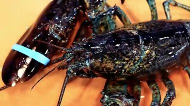 Istakoz tabağı özel bir ıstakoz büfesi lüks yemek ve restoran sunumu için güzelce hazırlanmış deniz ürünleri tabağı. Zarif bir şekilde servis edilen taze pişmiş ıstakoz, güzel yemekler ve gurme mutfağı için ideal.