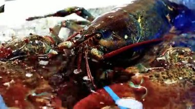 Istakoz tabağı özel bir ıstakoz büfesi lüks yemek ve restoran sunumu için güzelce hazırlanmış deniz ürünleri tabağı. Zarif bir şekilde servis edilen taze pişmiş ıstakoz, güzel yemekler ve gurme mutfağı için ideal.