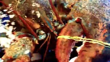 Istakoz tabağı özel bir ıstakoz büfesi lüks yemek ve restoran sunumu için güzelce hazırlanmış deniz ürünleri tabağı. Zarif bir şekilde servis edilen taze pişmiş ıstakoz, güzel yemekler ve gurme mutfağı için ideal.