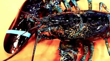 Istakoz tabağı özel bir ıstakoz büfesi lüks yemek ve restoran sunumu için güzelce hazırlanmış deniz ürünleri tabağı. Zarif bir şekilde servis edilen taze pişmiş ıstakoz, güzel yemekler ve gurme mutfağı için ideal.