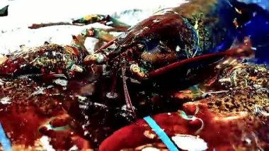 Istakoz tabağı özel bir ıstakoz büfesi lüks yemek ve restoran sunumu için güzelce hazırlanmış deniz ürünleri tabağı. Zarif bir şekilde servis edilen taze pişmiş ıstakoz, güzel yemekler ve gurme mutfağı için ideal.