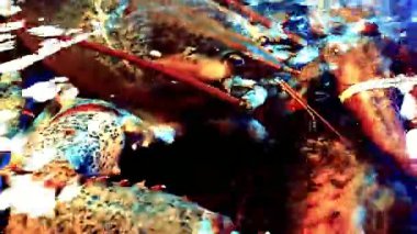 Istakoz tabağı özel bir ıstakoz büfesi lüks yemek ve restoran sunumu için güzelce hazırlanmış deniz ürünleri tabağı. Zarif bir şekilde servis edilen taze pişmiş ıstakoz, güzel yemekler ve gurme mutfağı için ideal.