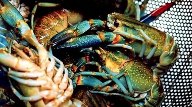 Kerevit - Pişirilmiş kerevit, çiğ kerevit şef tarafından güzel bir şekilde gurme deniz ürünlerine dönüştürülmüş. Görüntü, restoran tarzı yemek pişirme ve kaplama, lüks yemekler, şenlikli yemekler, aile yemekleri ve ticari aşçılık için mükemmel.