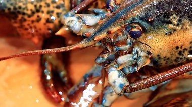 Bir balığa yaklaş.