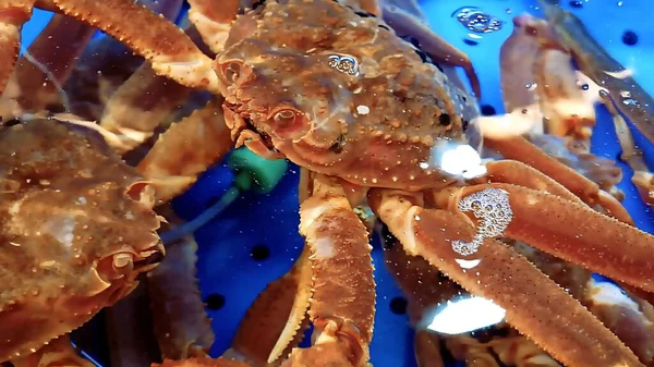 Taze balığa yakın durun.