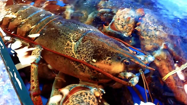 Buzda taze deniz ürünleri