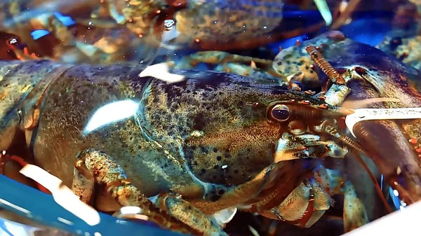 Kapalı - balık manzarası, deniz ürünleri