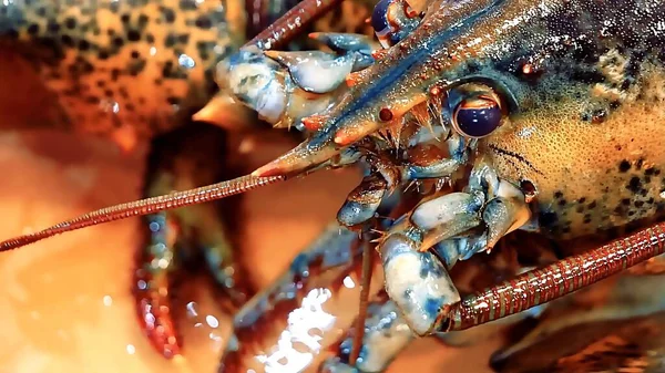 Yakın çekim - deniz mahsullü ıstakoz manzarası