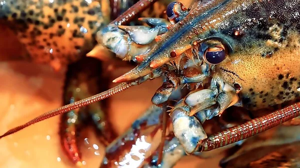 Kırmızı bir ıstakozun yanına.